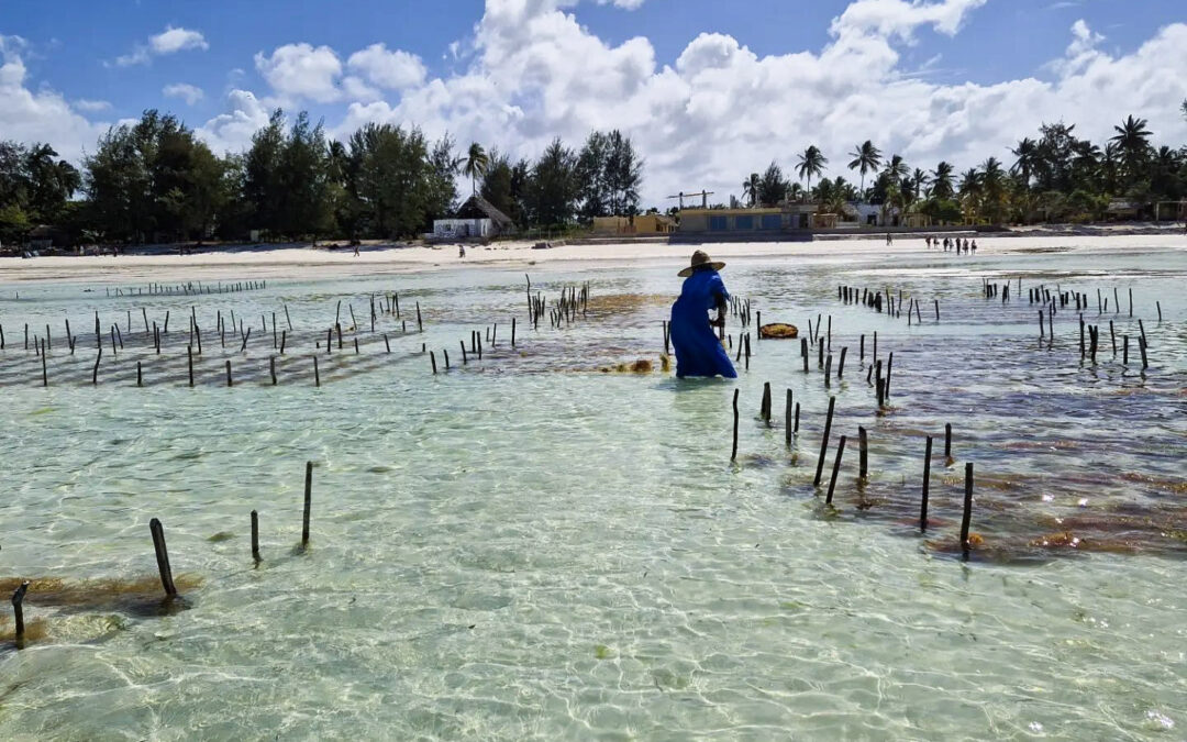 Dove alloggiare a Zanzibar? Il fenomeno delle maree