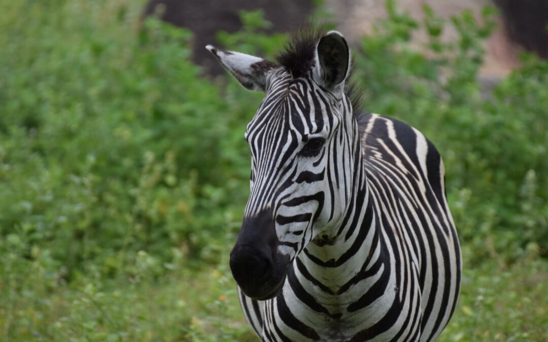 I migliori parchi della Tanzania dove fare il safari