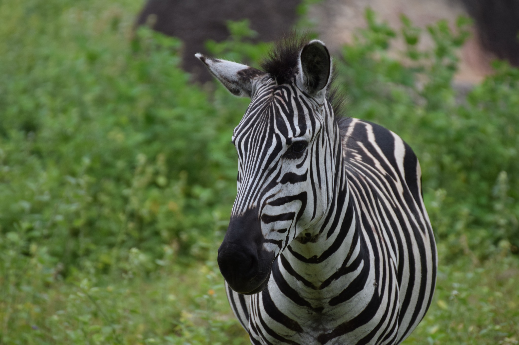 migliori parchi della Tanzania per safari