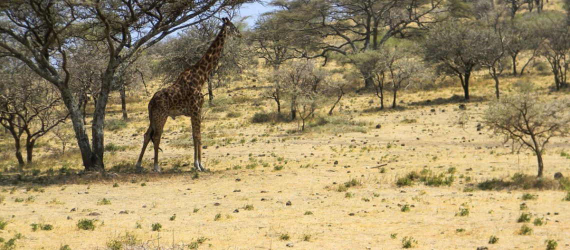 Il safari in Tanzania