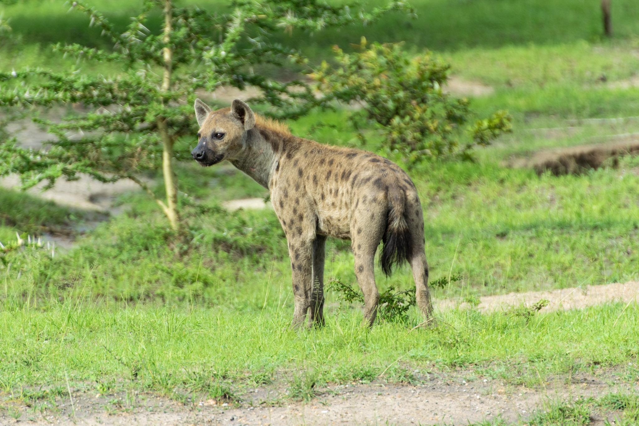 Safari in Tanzania