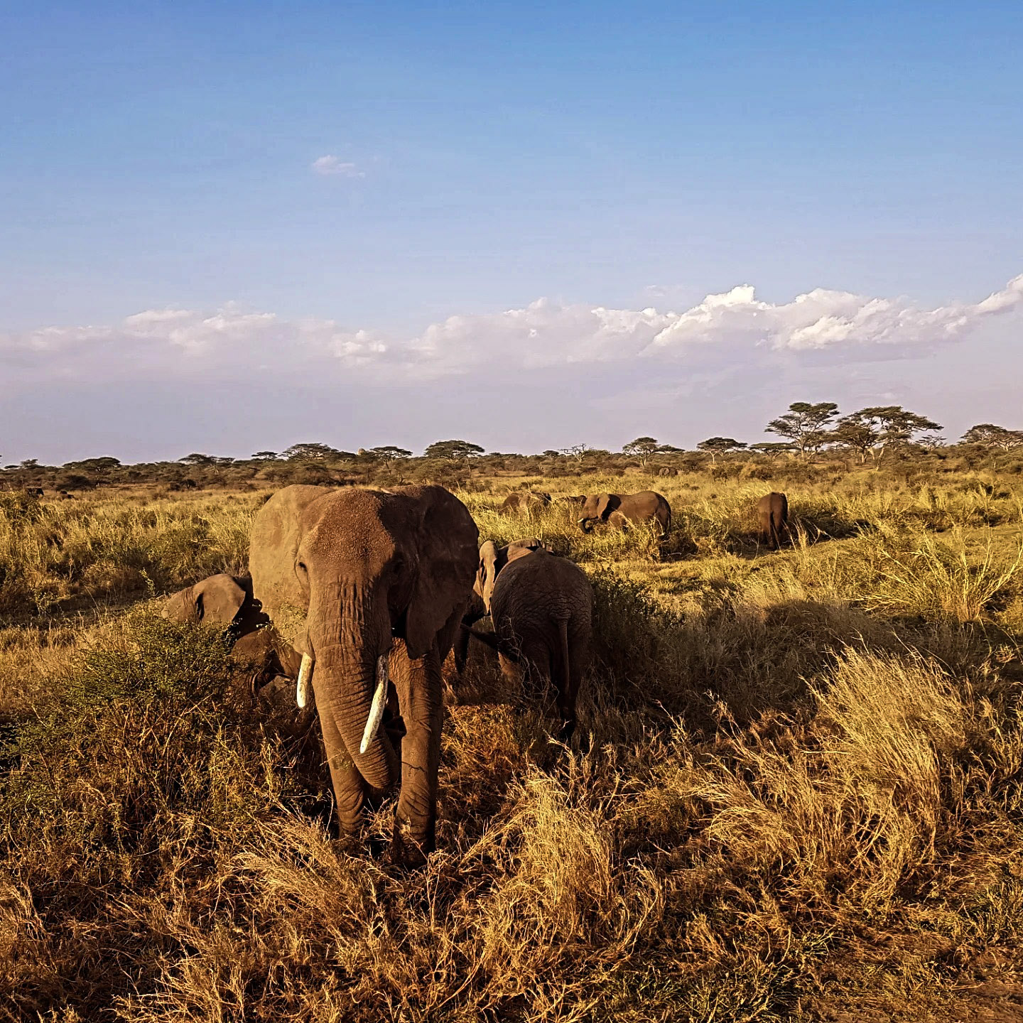 Grande elefante nella savana del Serengeti