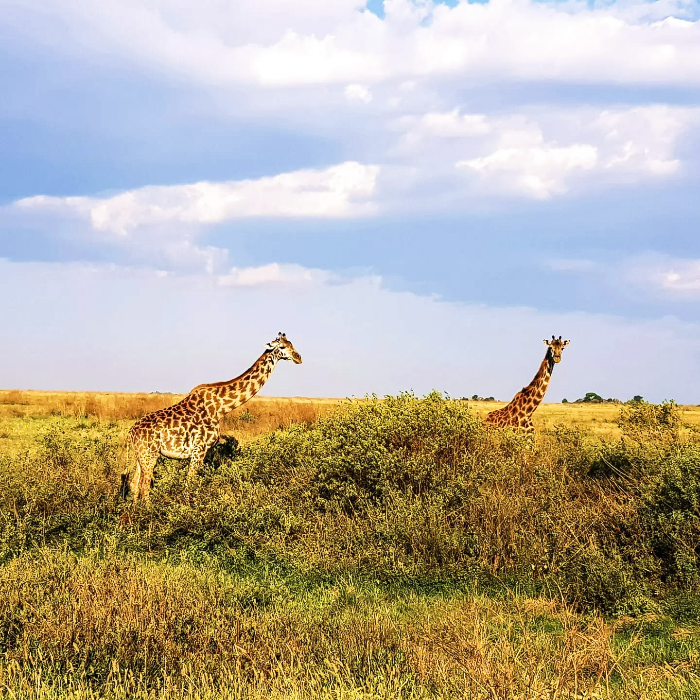 giraffa nel Serengeti national park