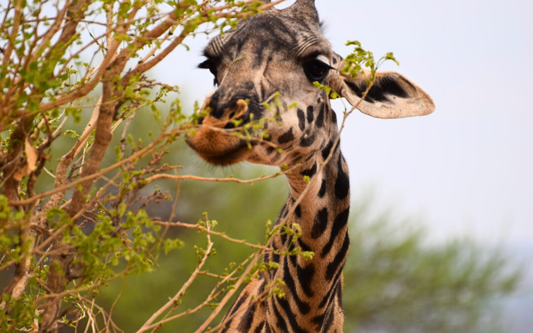 Come organizzare un safari in Tanzania