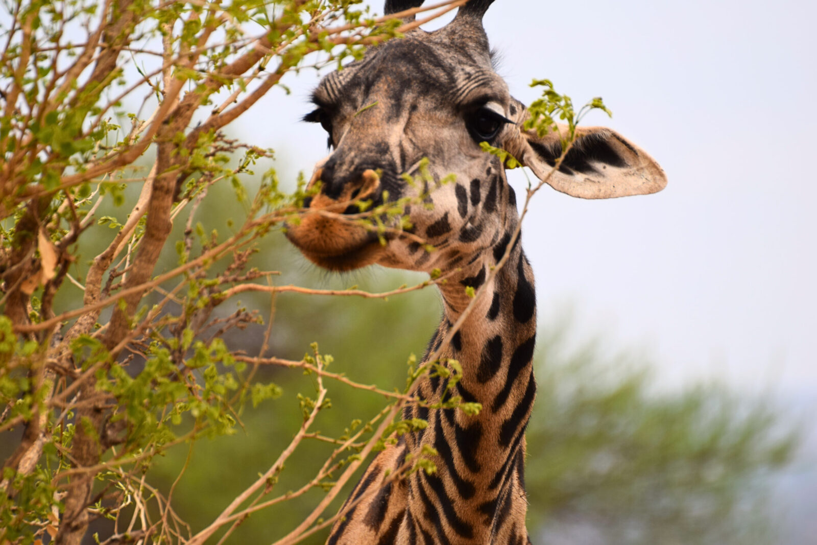 Come organizzare un safari in Tanzania