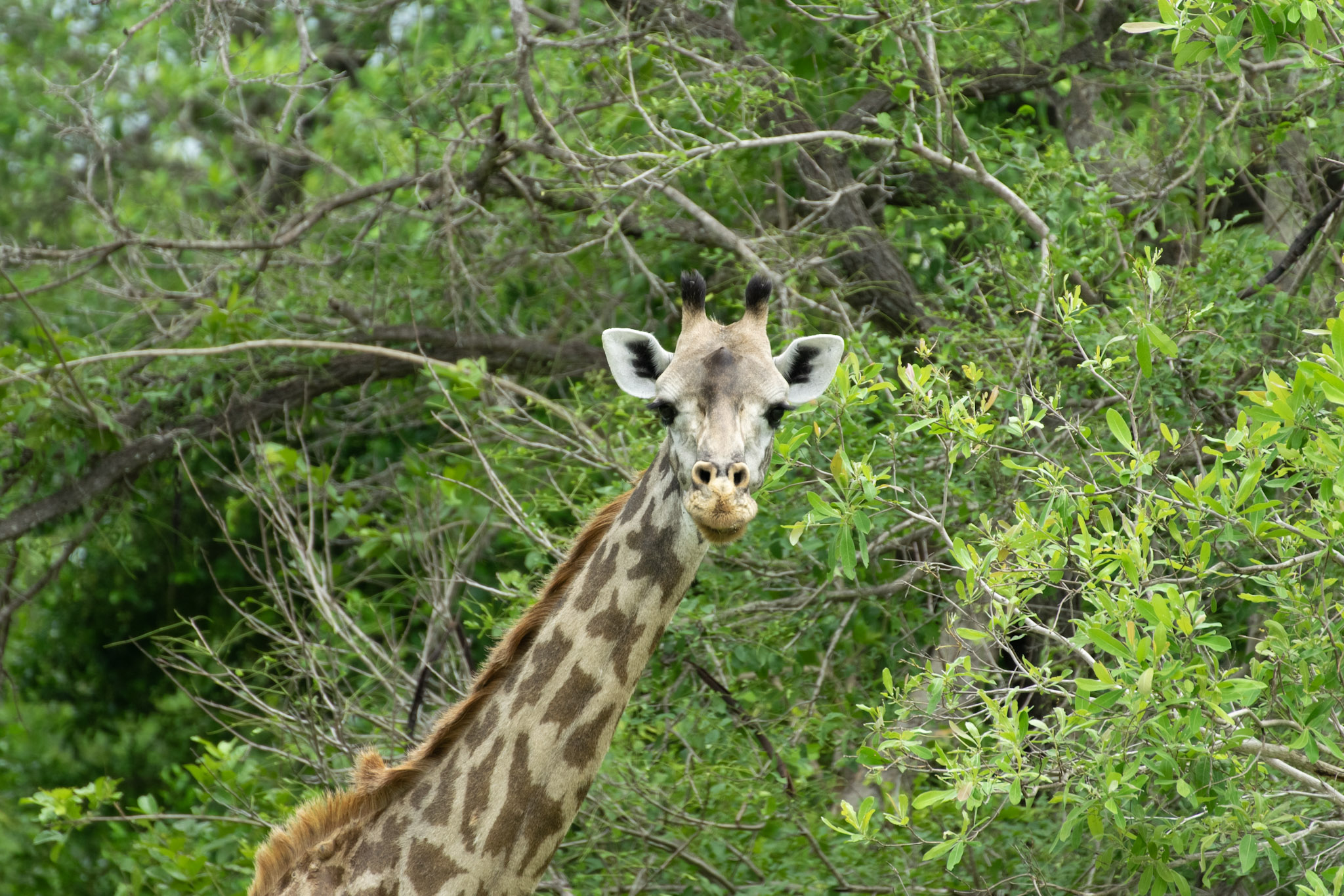 DSC_0016 (1)