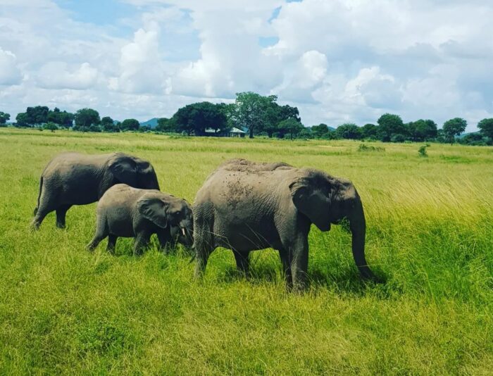 Mikumi national park