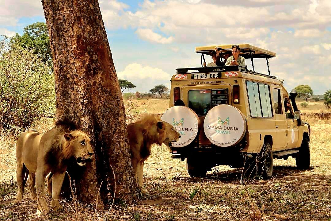 Safari in Tanzania