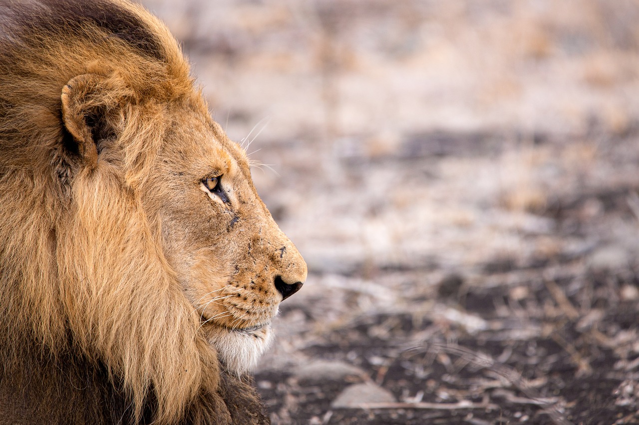 animal-4683920_1280