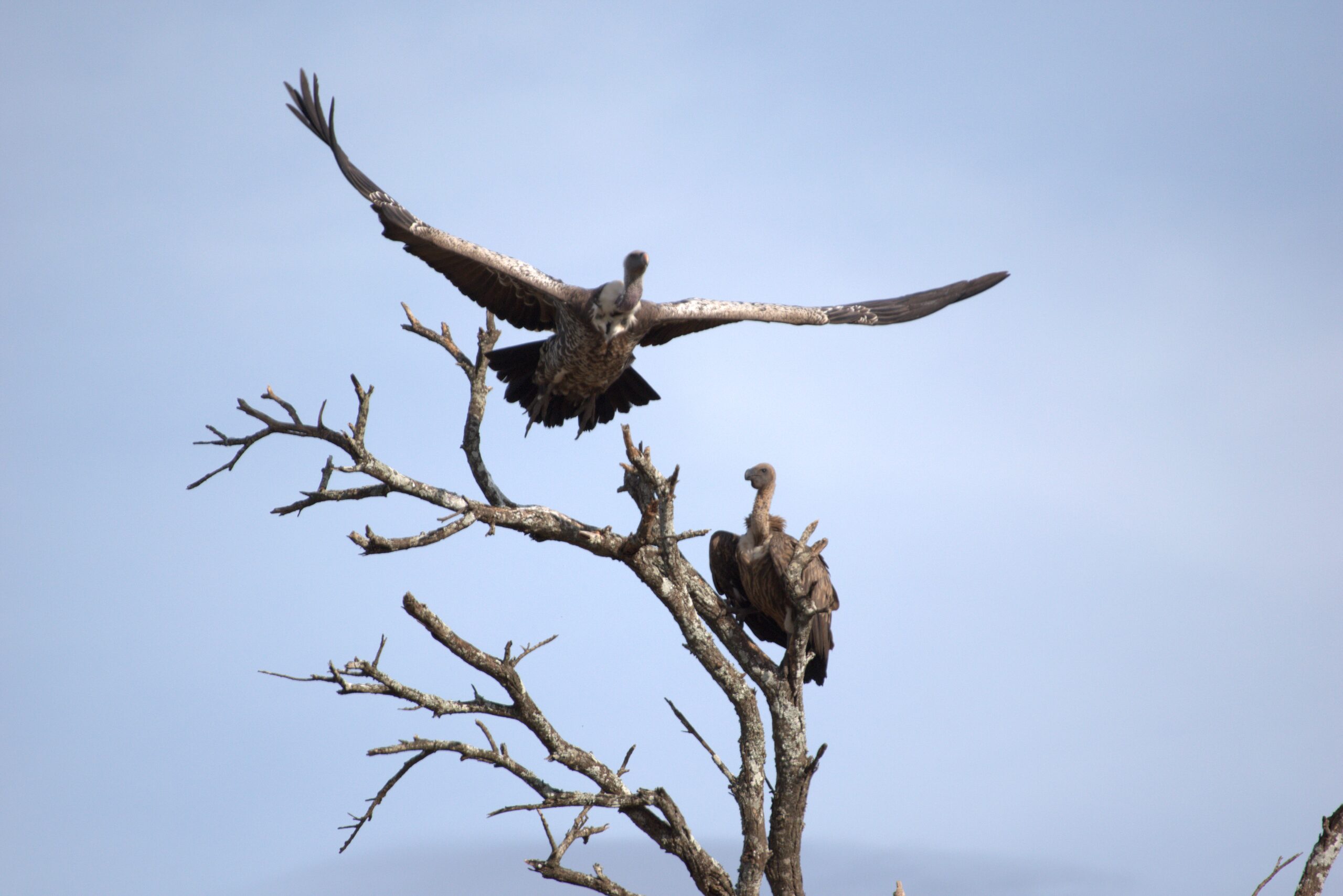 avvoltio Safari in Tanzania