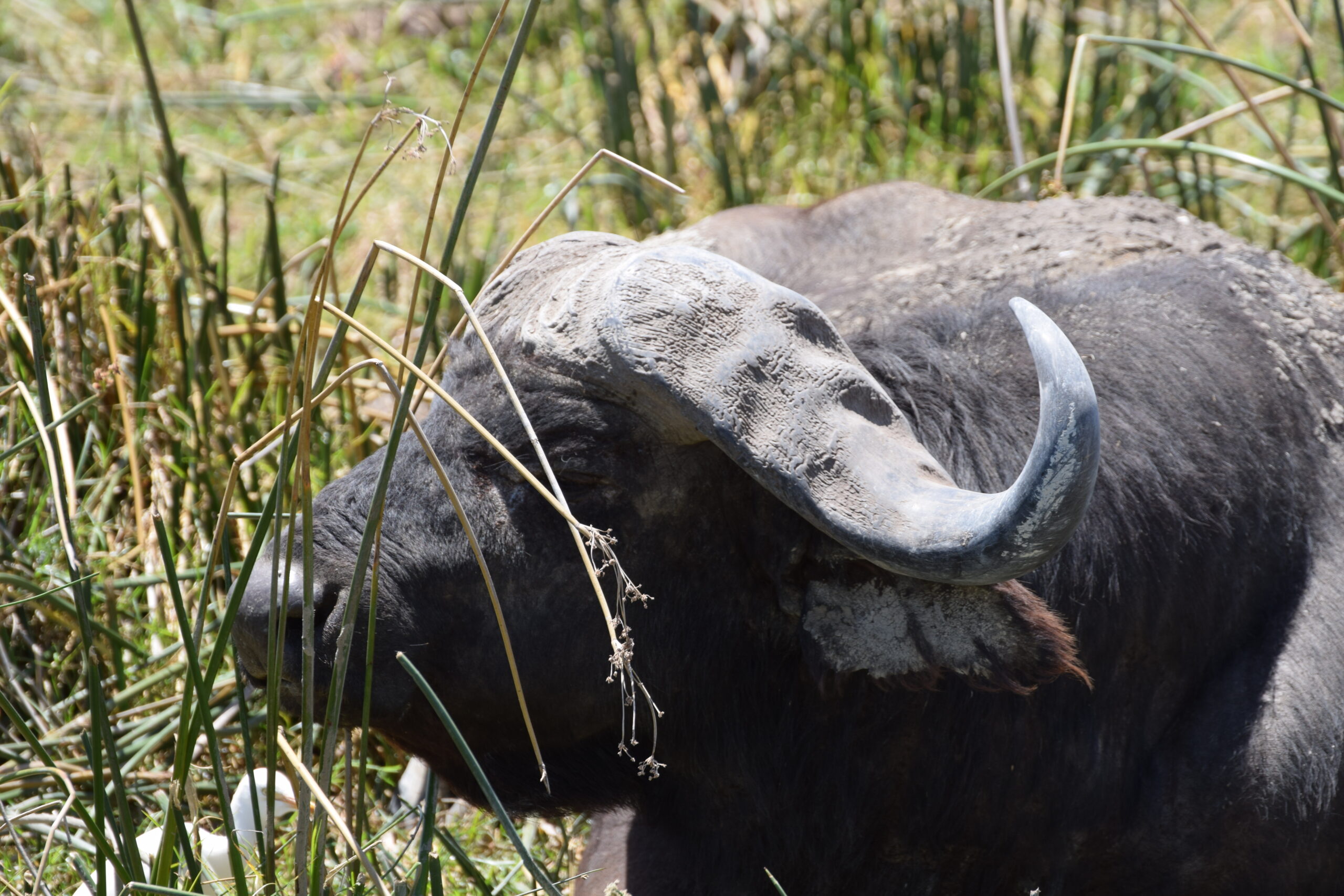 primo piano buffalo Safari in Tanzania
