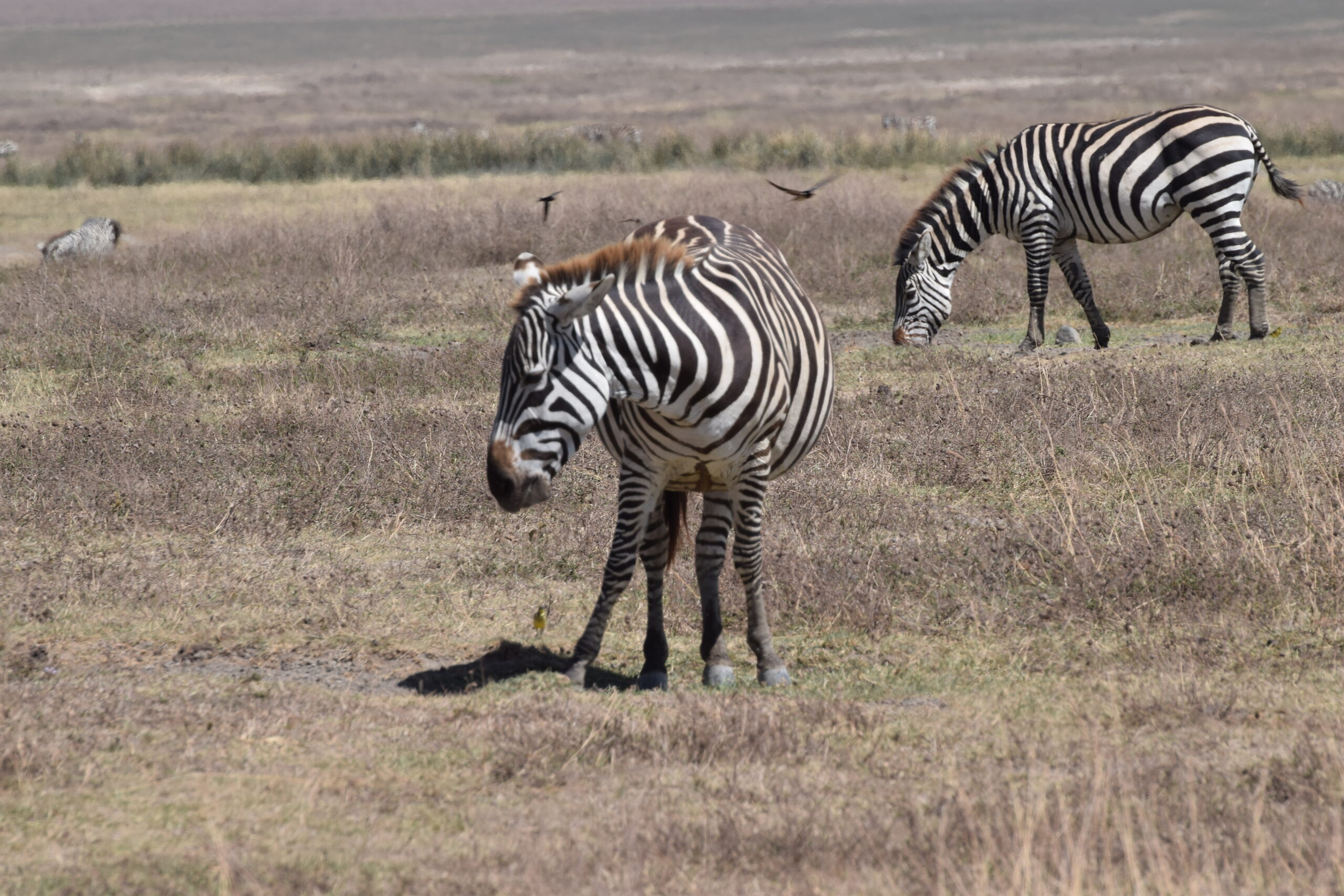 zebre ngorogoro 1 il Safari in Tanzania