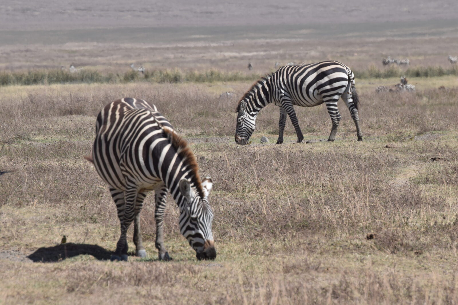safari in Tanzania