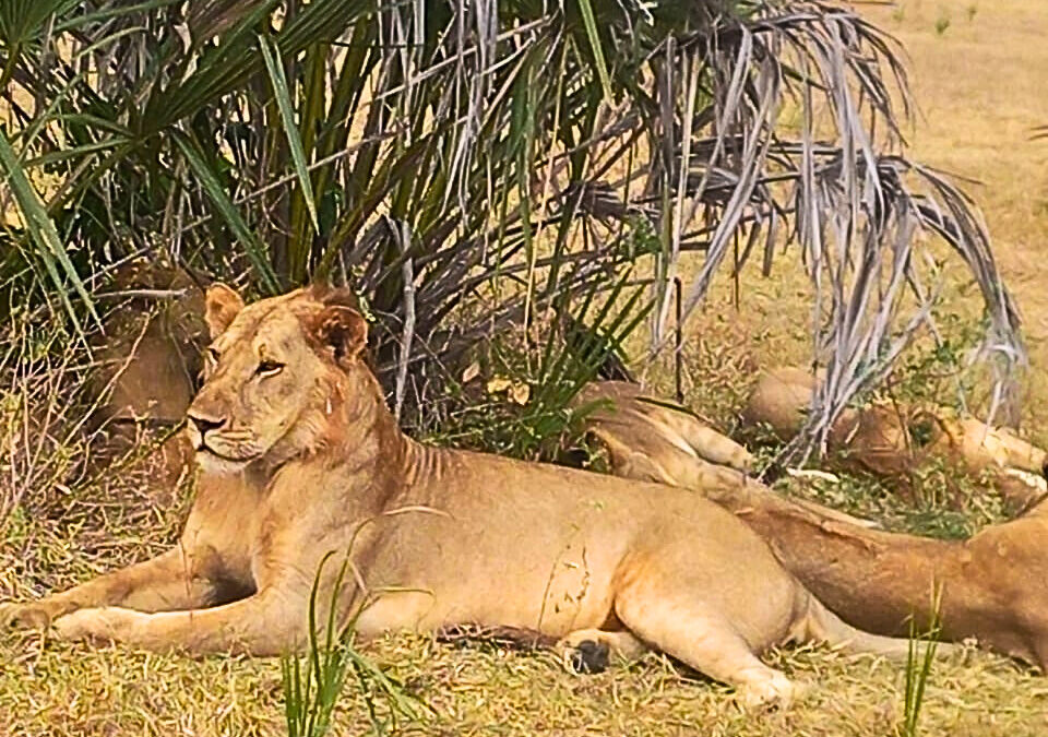 Cosa mettere in valigia per un safari in Tanzania