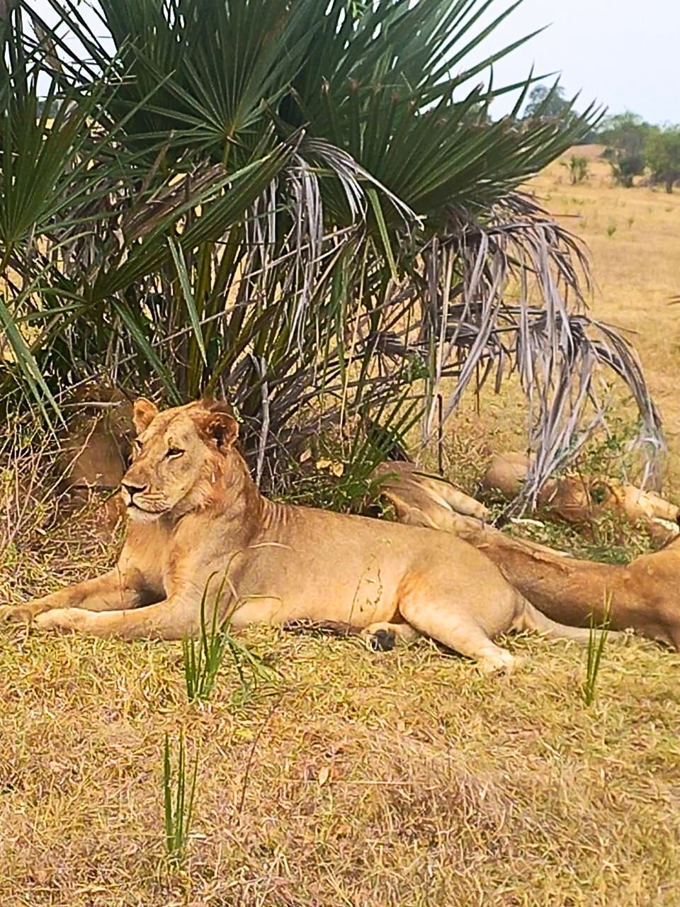 cosa mettere in valigia per il safari in tanzania