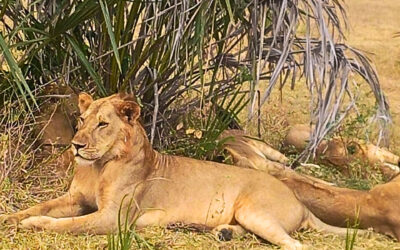 Abbigliamento per il safari in Tanzania: cosa mettere in valigia?