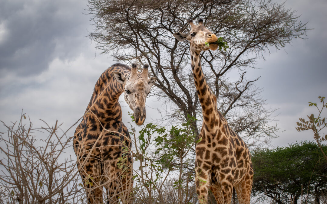 Parlami della Tanzania guida di viaggio