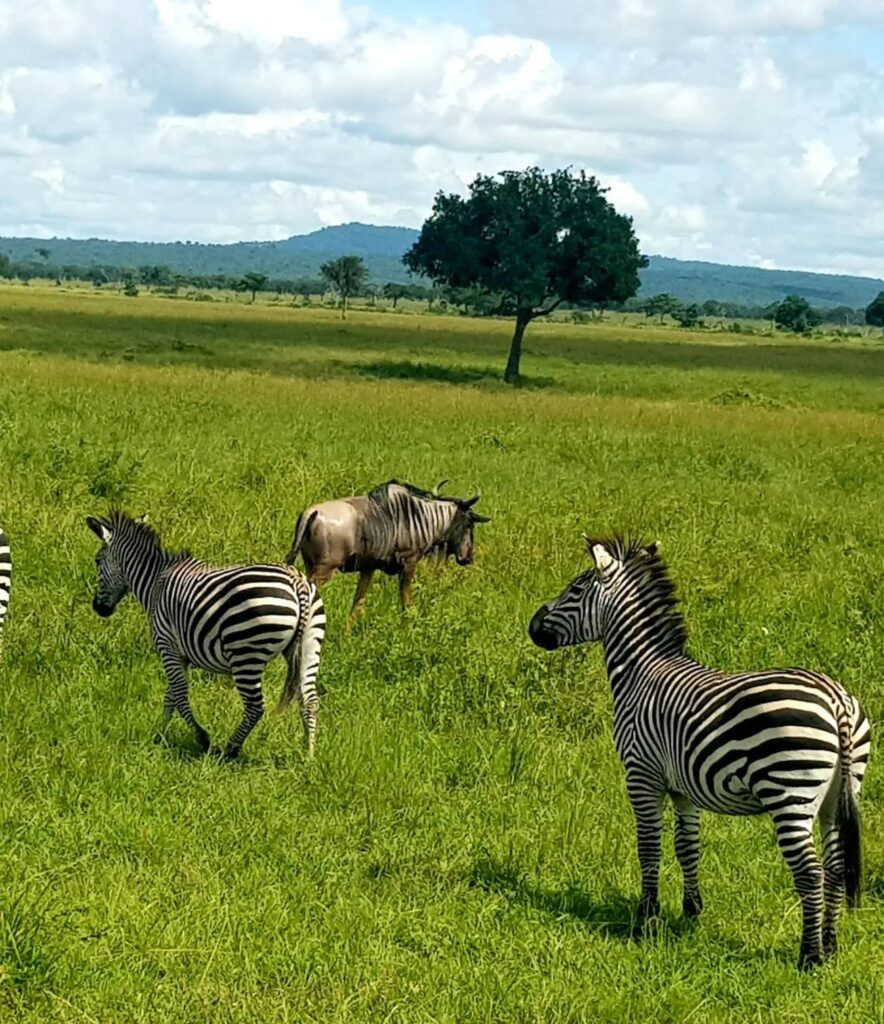 Safari in giornata con partenza da Zanzibar