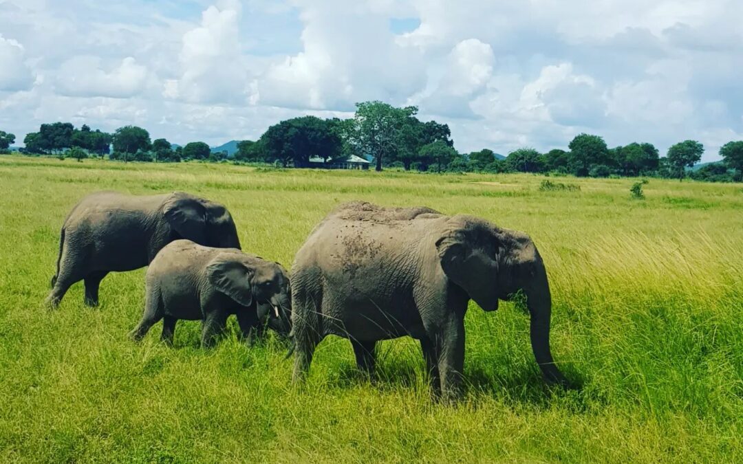 Safari in giornata con partenza da Zanzibar