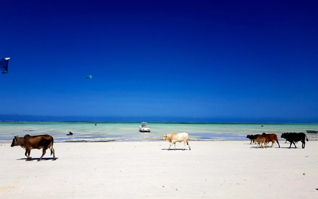 visto d'ingresso Zanzibar