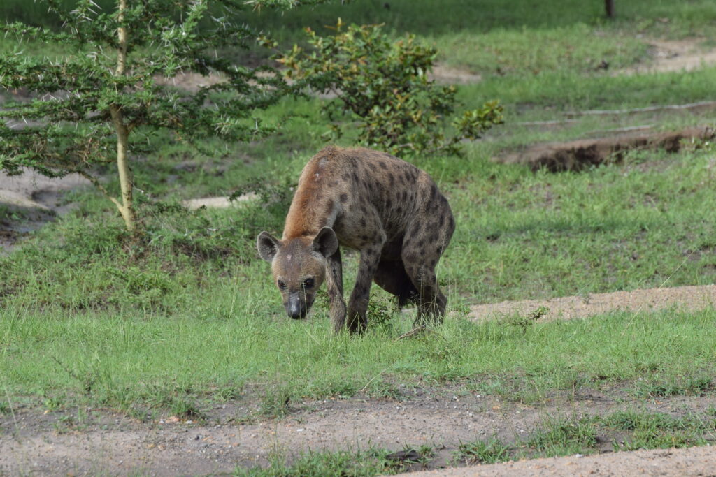 i migliori parchi della Tanzania