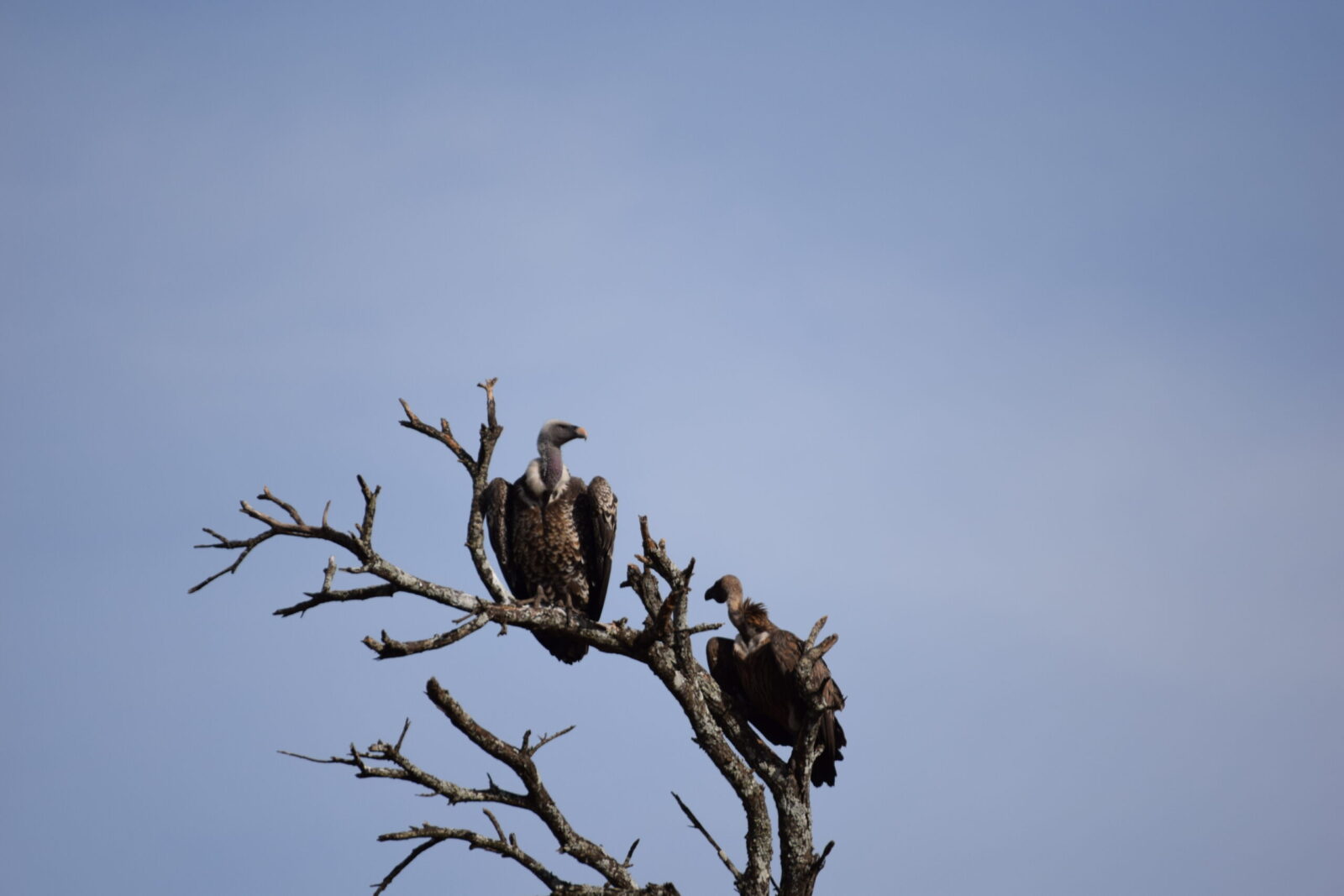 safari autentico in Tanzania