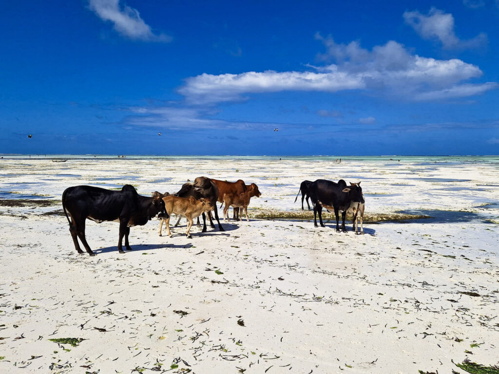 Dove alloggiare a Zanzibar