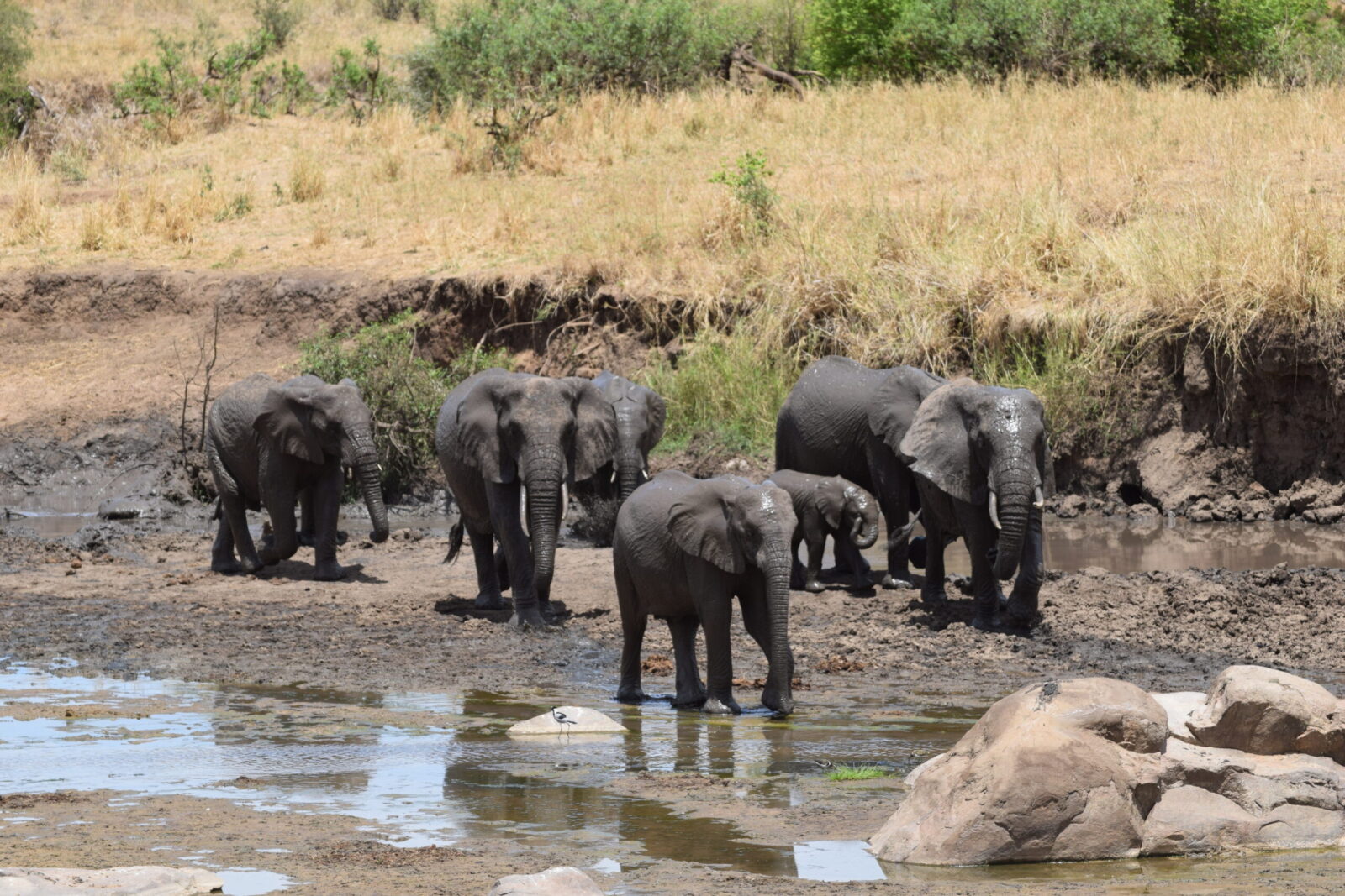 migliori parchi della Tanzania