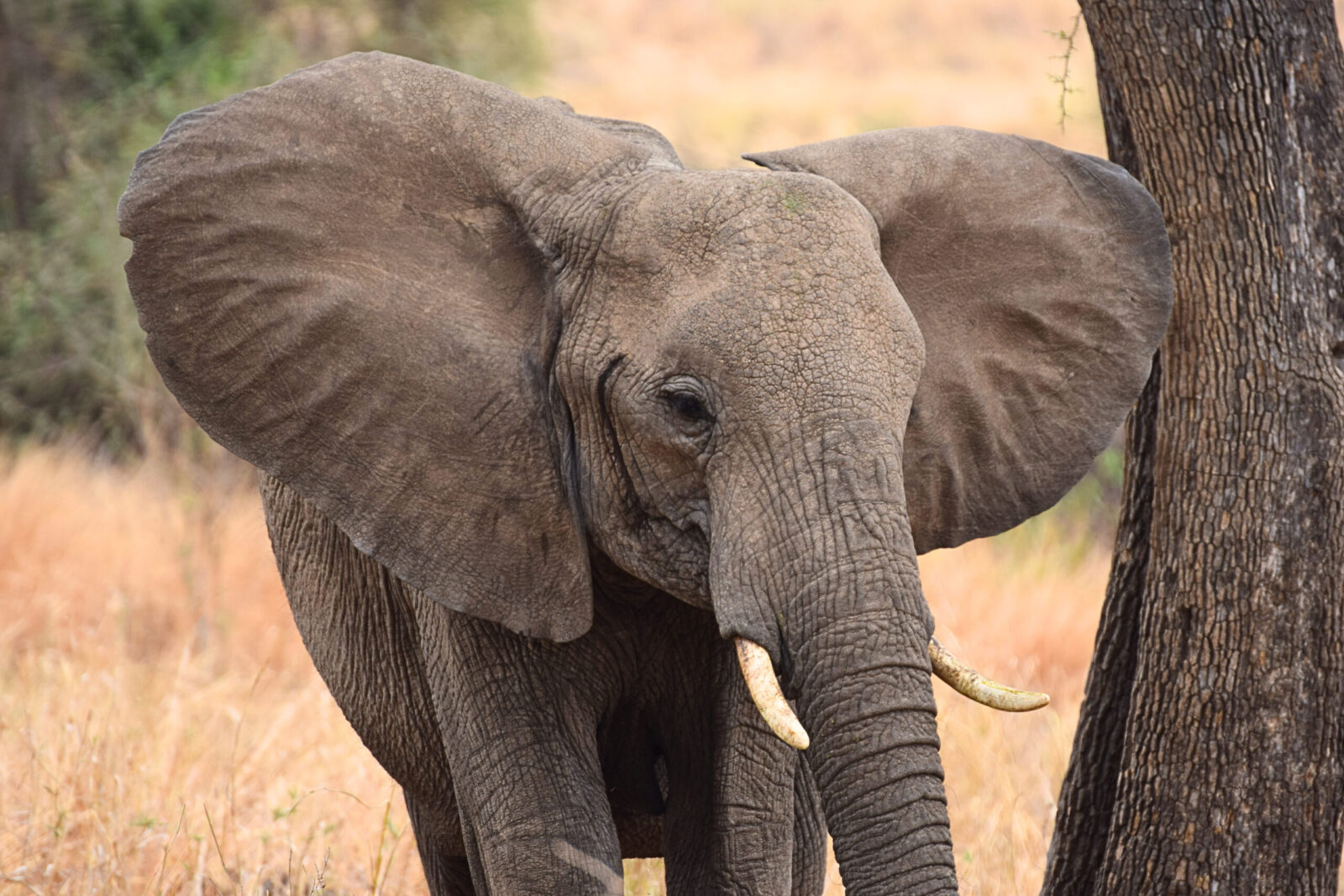 Elefanti nella savana della Tanzania in un safari fotografico