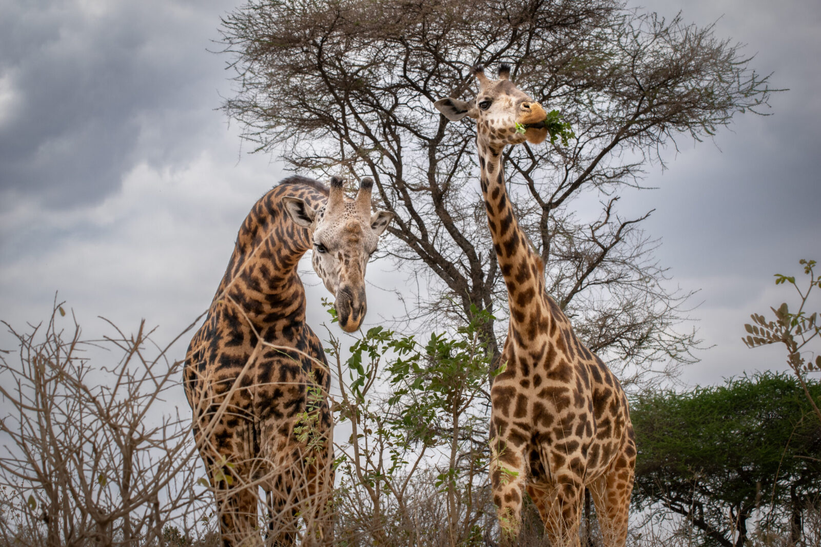 consigli di viaggio in tanzania per un'esperienza autentica e sostenibile
