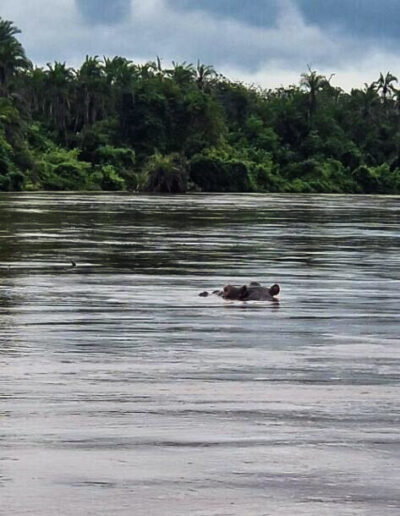 ippopotami sul fiume Wami