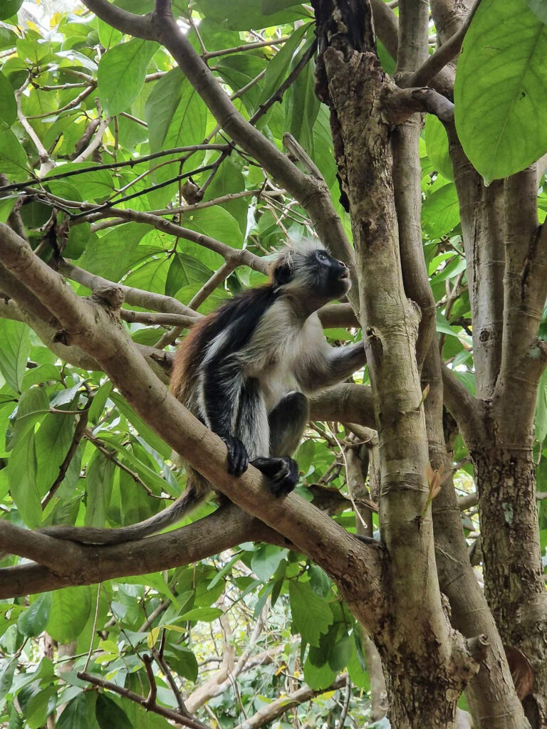 cosa vedere a Zanzibar