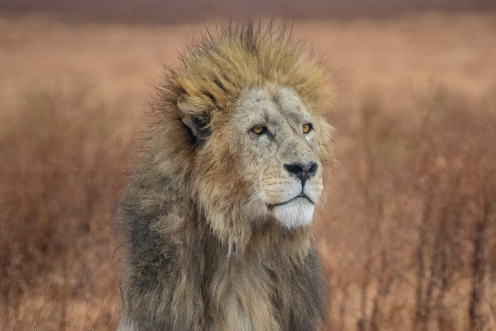 Primo piano di leone africano nella savana della Tanzania durante safari
