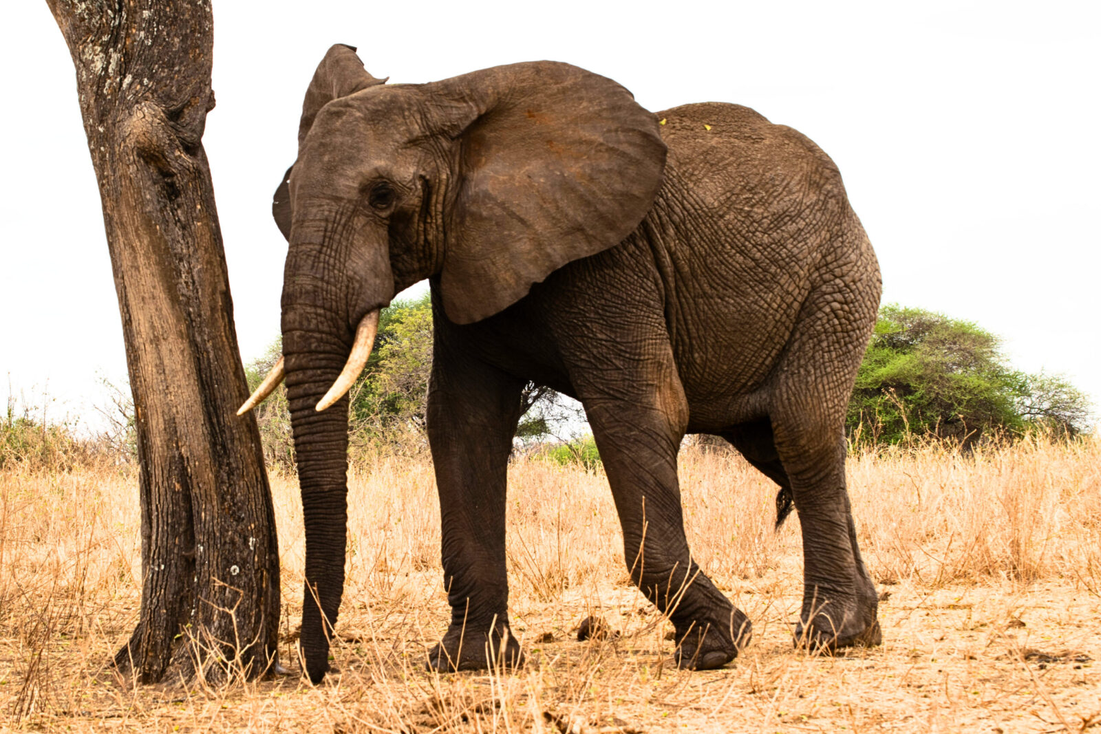 elefante nella savana