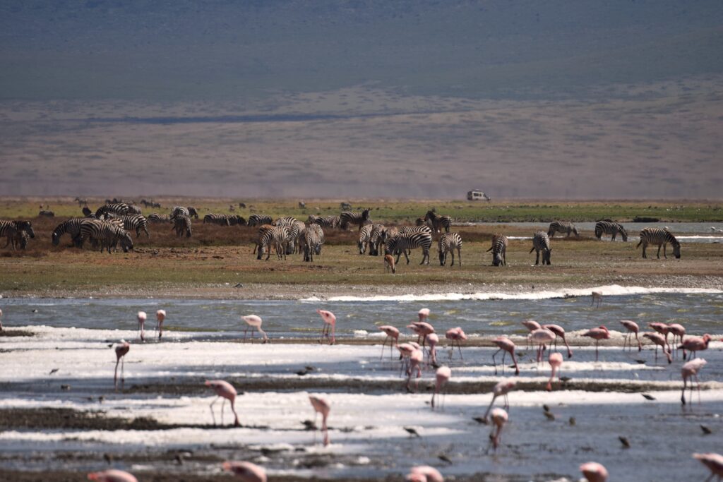 migliori parchi della Tanzania dove fare il safari