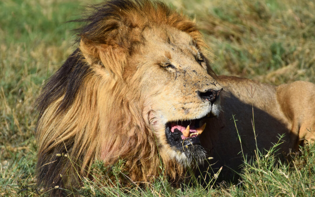 informazioni utili per un viaggio in Tanzania
