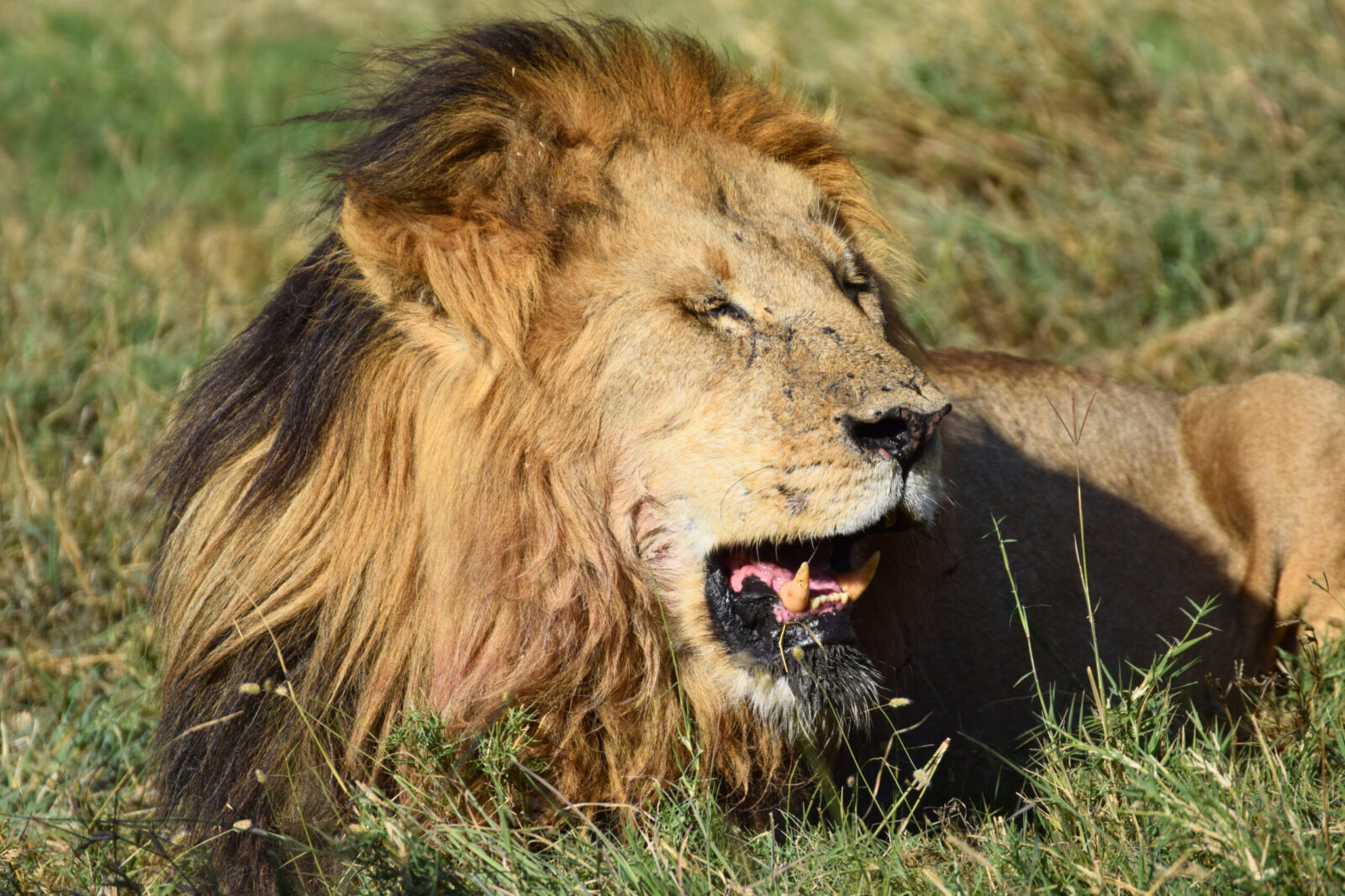 informazioni utili per un viaggio in Tanzania