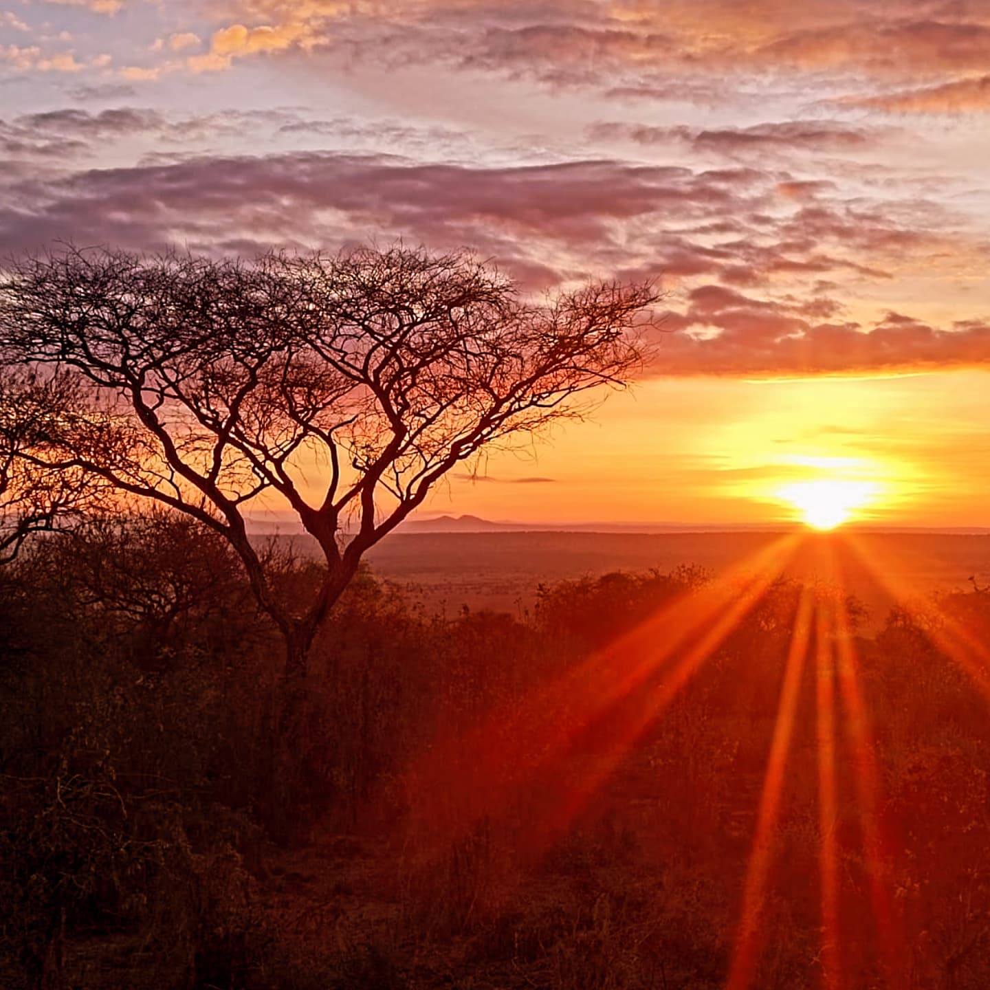 il tramonto nella savana