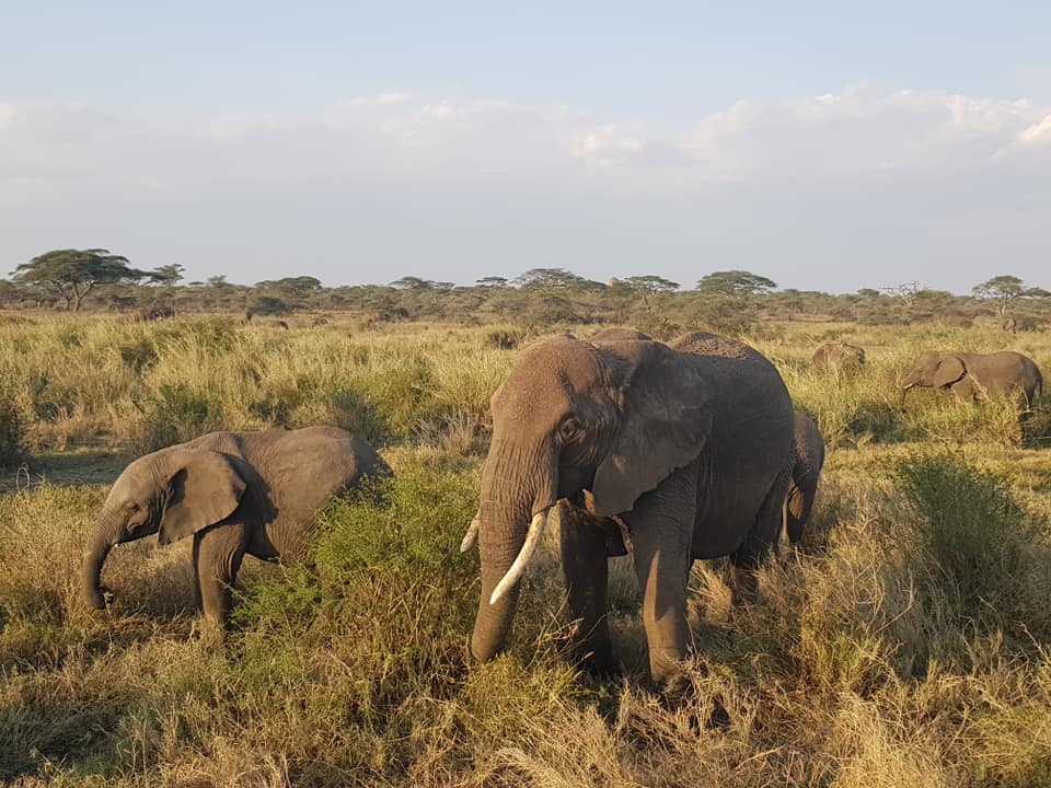 elefanti nel parco del Serengeti in Tanzania