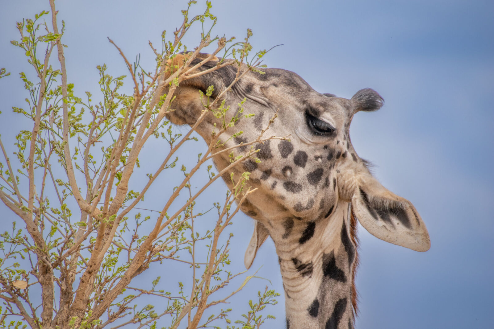esperienze uniche ed emozioni di un safari in Tanzania