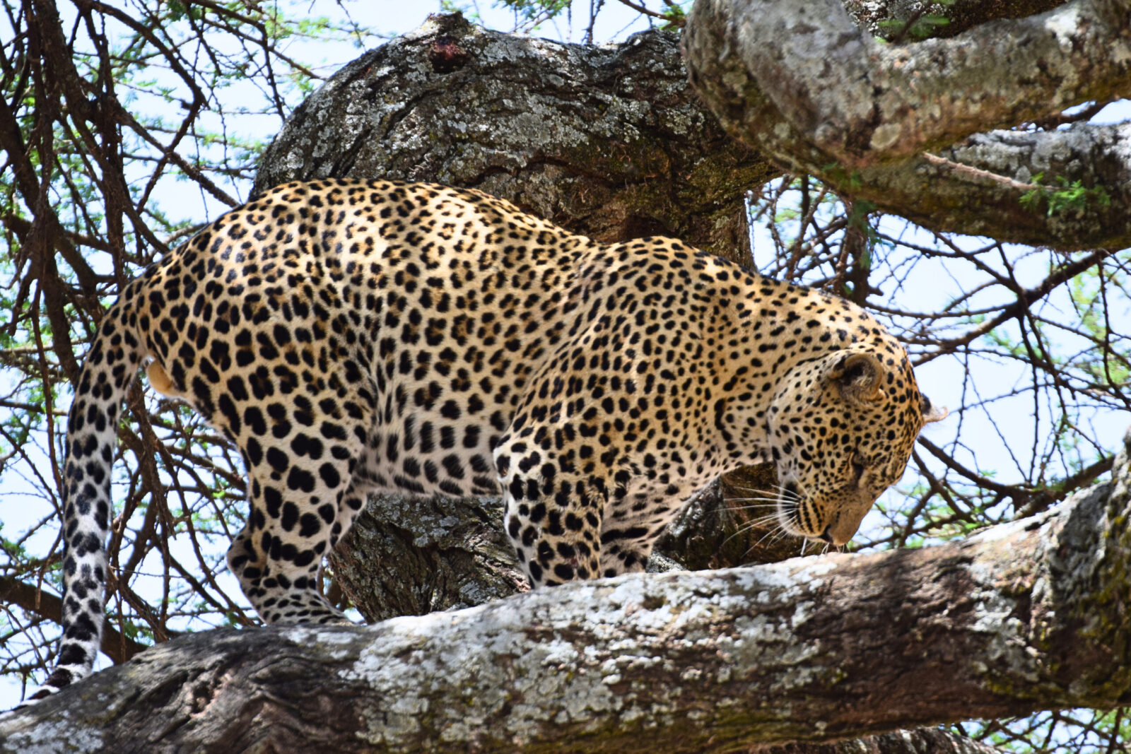 leopardo nel parco nazionale del Serengeti