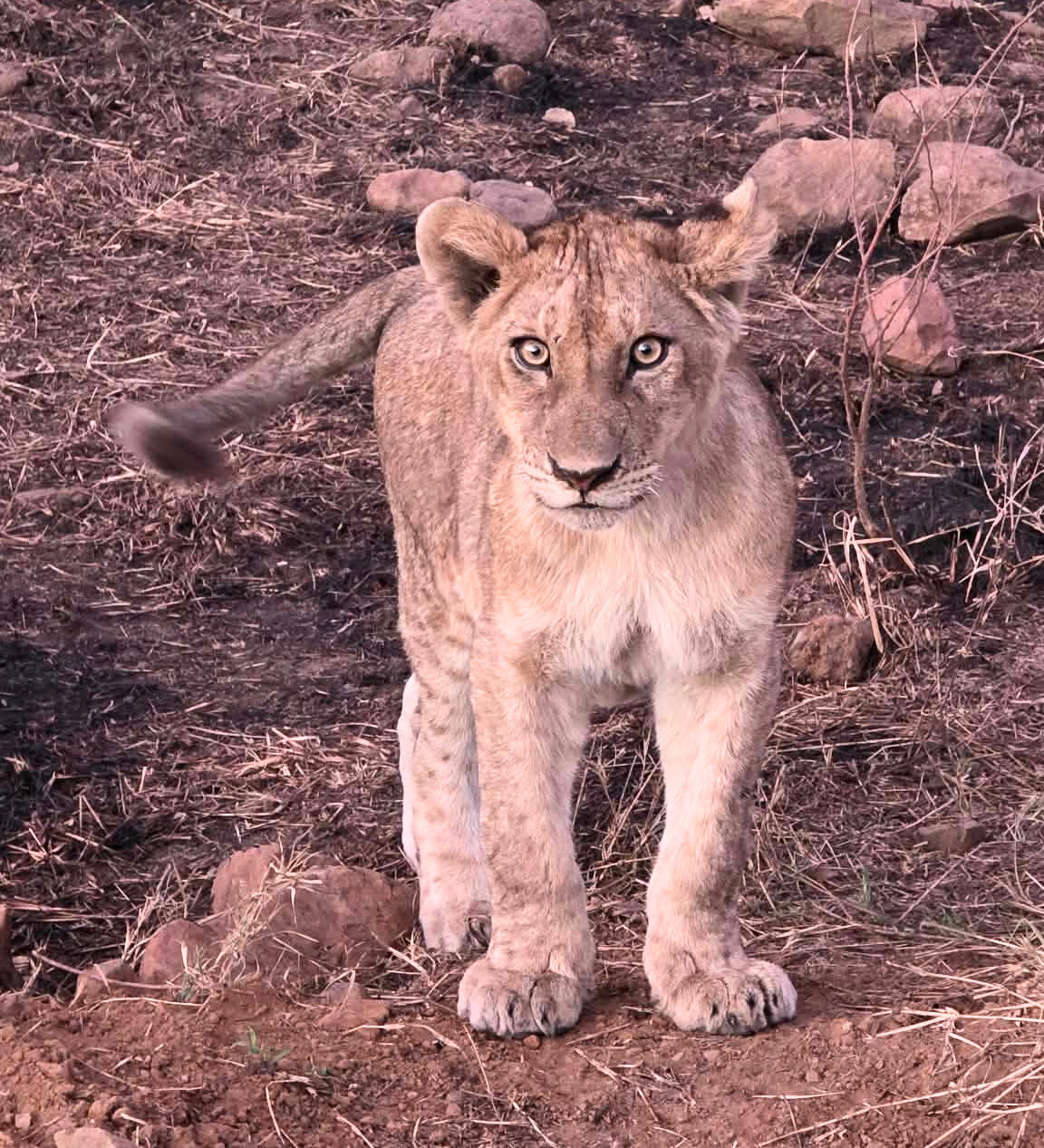 safari di gruppo in Tanzania