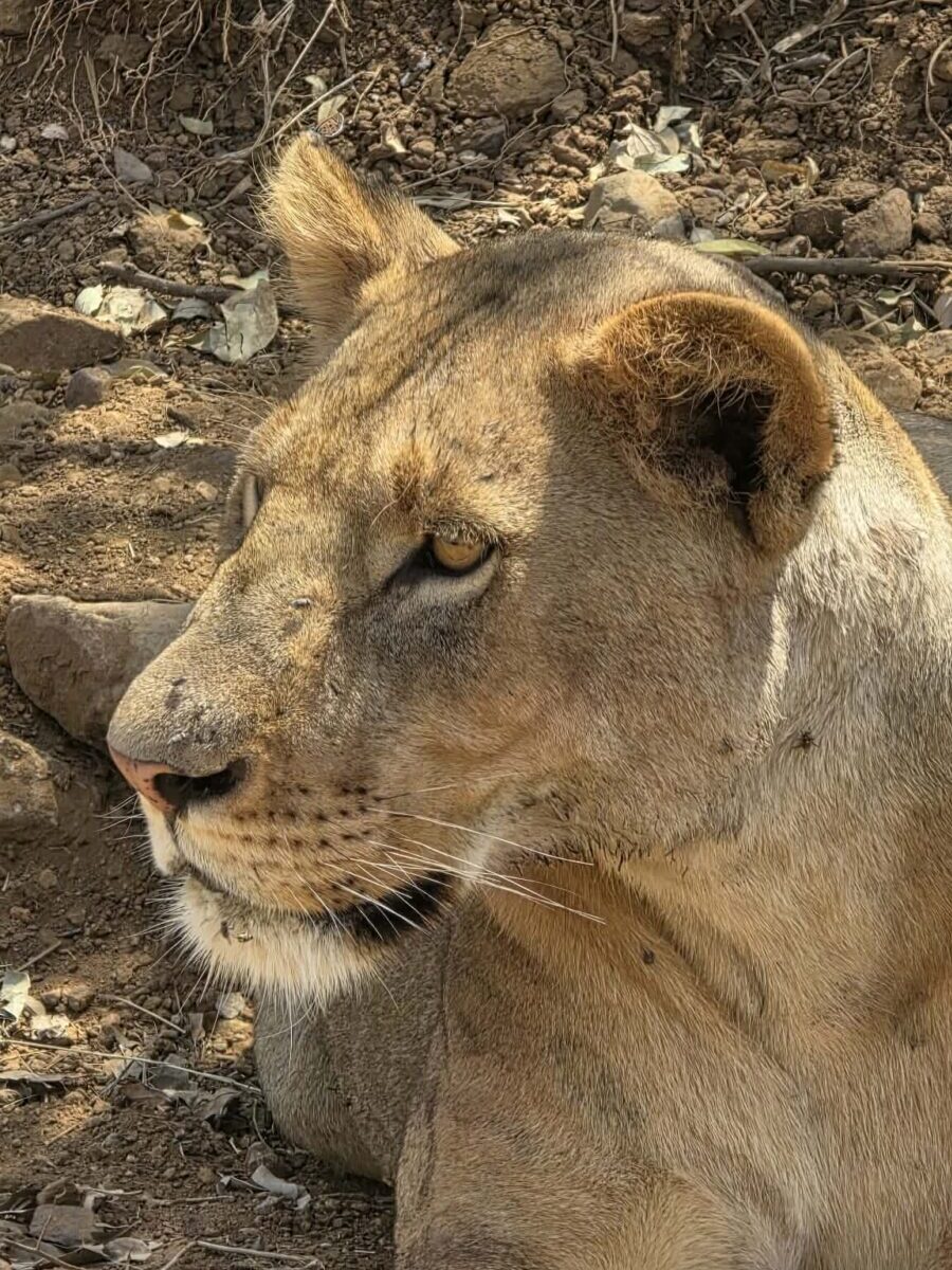 i safari di gruppo nel serengeti Tanzania